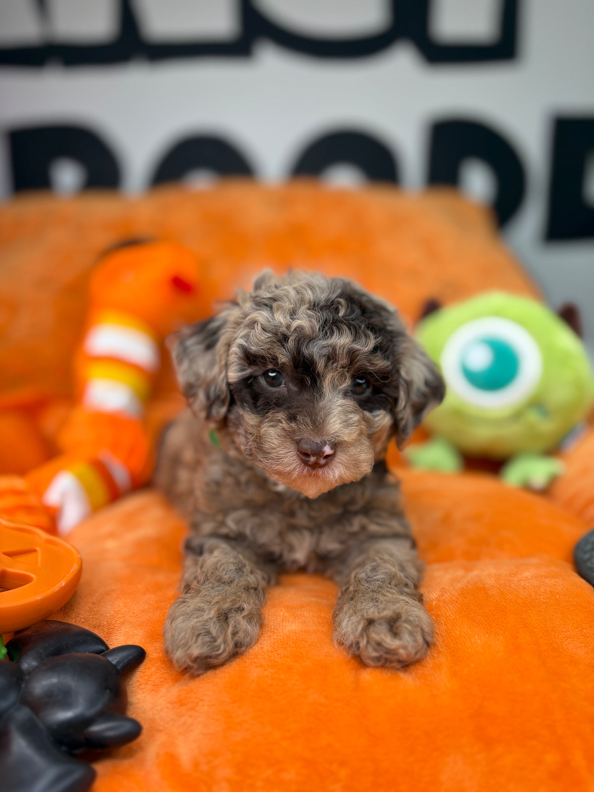 Chocolate Merle Male Teacup Poodle (Deposit Only ‼️ Please Read DESCRIPTION Below‼️)