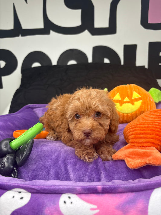 Tiny Christian The Apricot Teacup Poodle 🐩 (Deposit Only ‼️Please Read The Description Below‼️)