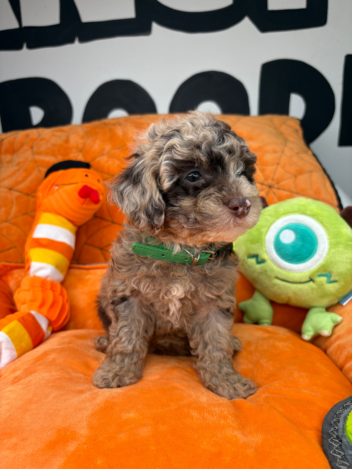 Chocolate Merle Male Teacup Poodle (Deposit Only ‼️ Please Read DESCRIPTION Below‼️)