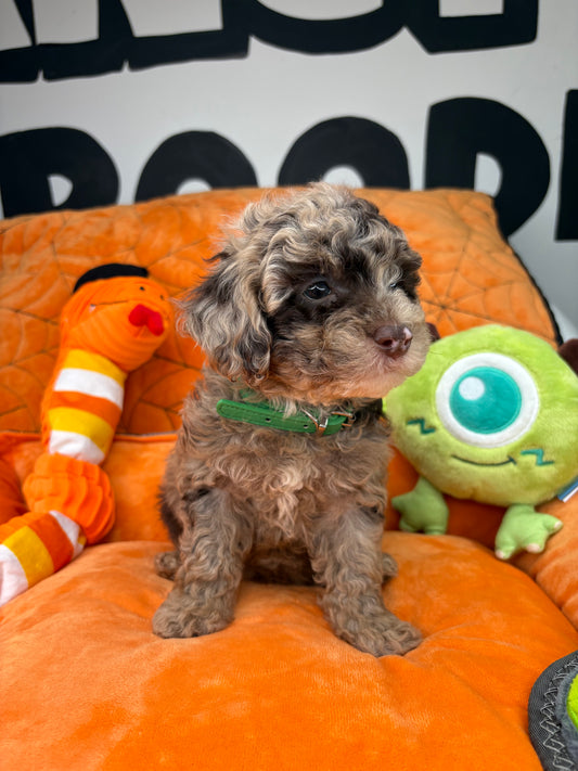 Chocolate Merle Male Teacup Poodle (Deposit Only ‼️ Please Read DESCRIPTION Below‼️)
