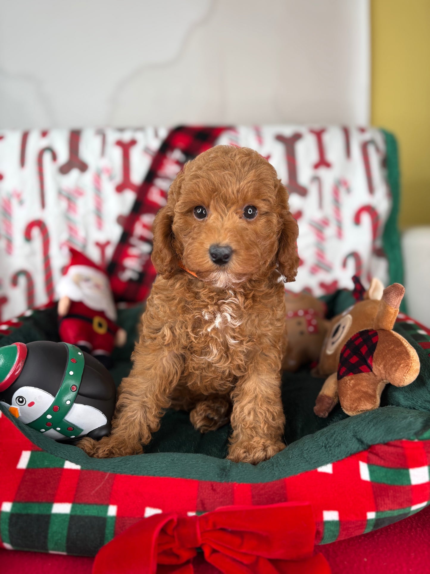 Red Male Toy Poodle (Deposit Only ‼️ Please Read DESCRIPTION Below‼️)