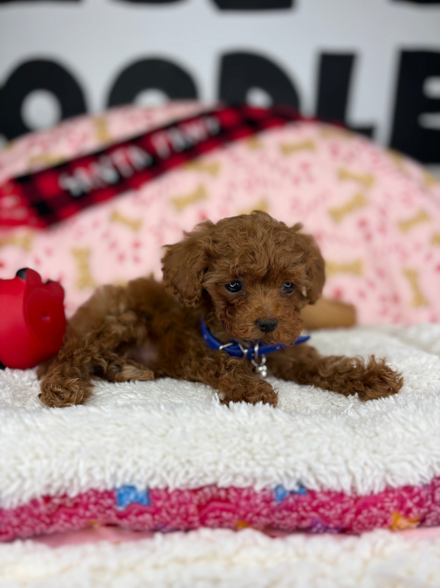 Dark Red Male Micro Poodle (Deposit Only ‼️ Please Read DESCRIPTION Below‼️)