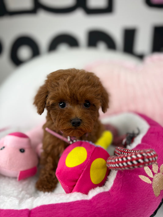 Dark Red Female Micro Poodle (Deposit Only ‼️ Please Read DESCRIPTION Below‼️)