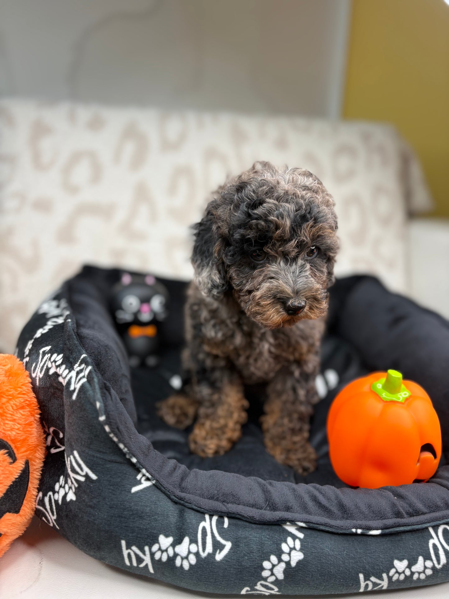 Merle Phantom Female Toy Poodle (Deposit Only‼️ Please Read The Description Below‼️)