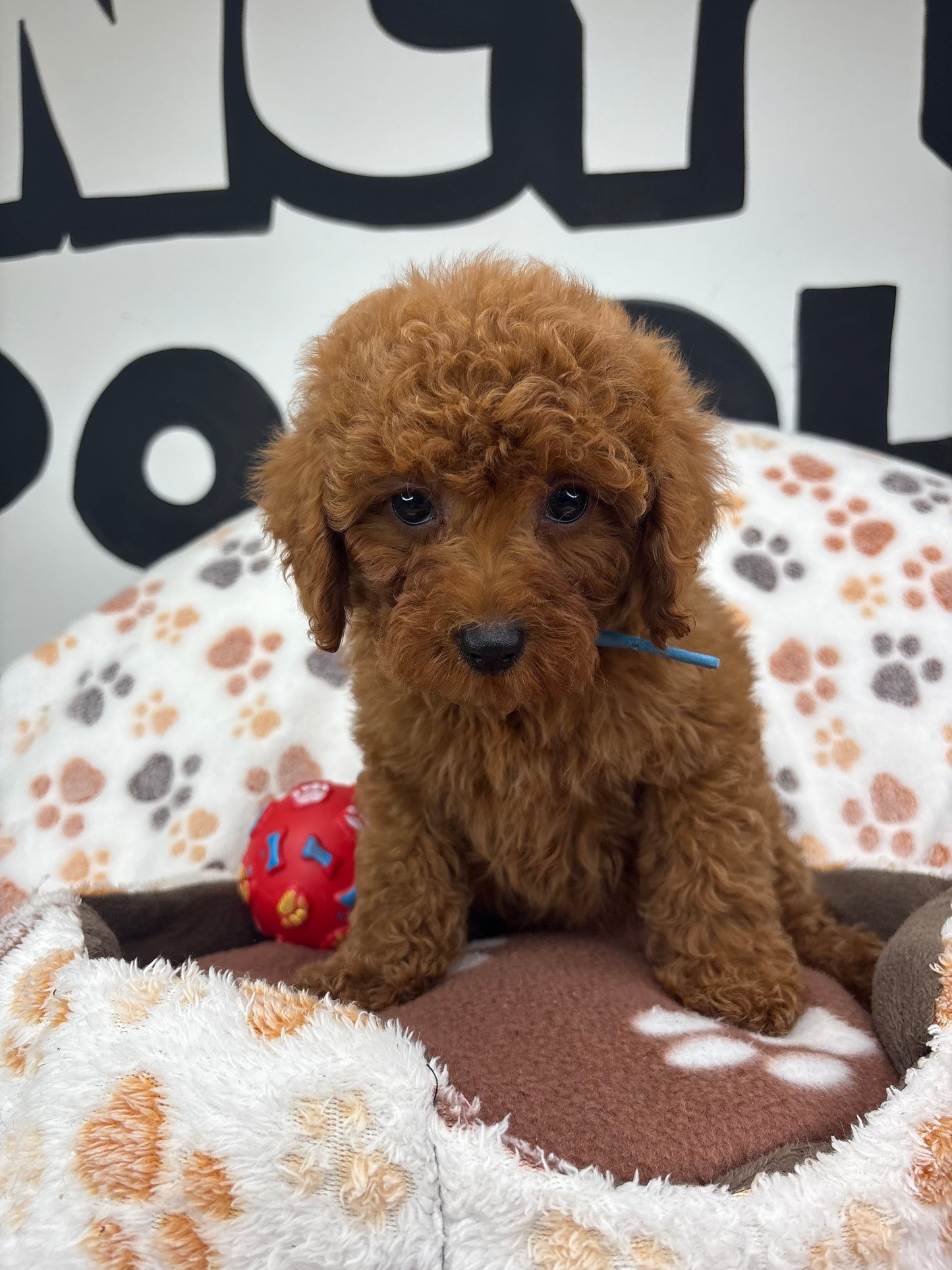 Dark Red Male Toy Poodle (Deposit Only‼️ Please Read The DESCRIPTION Below‼️)