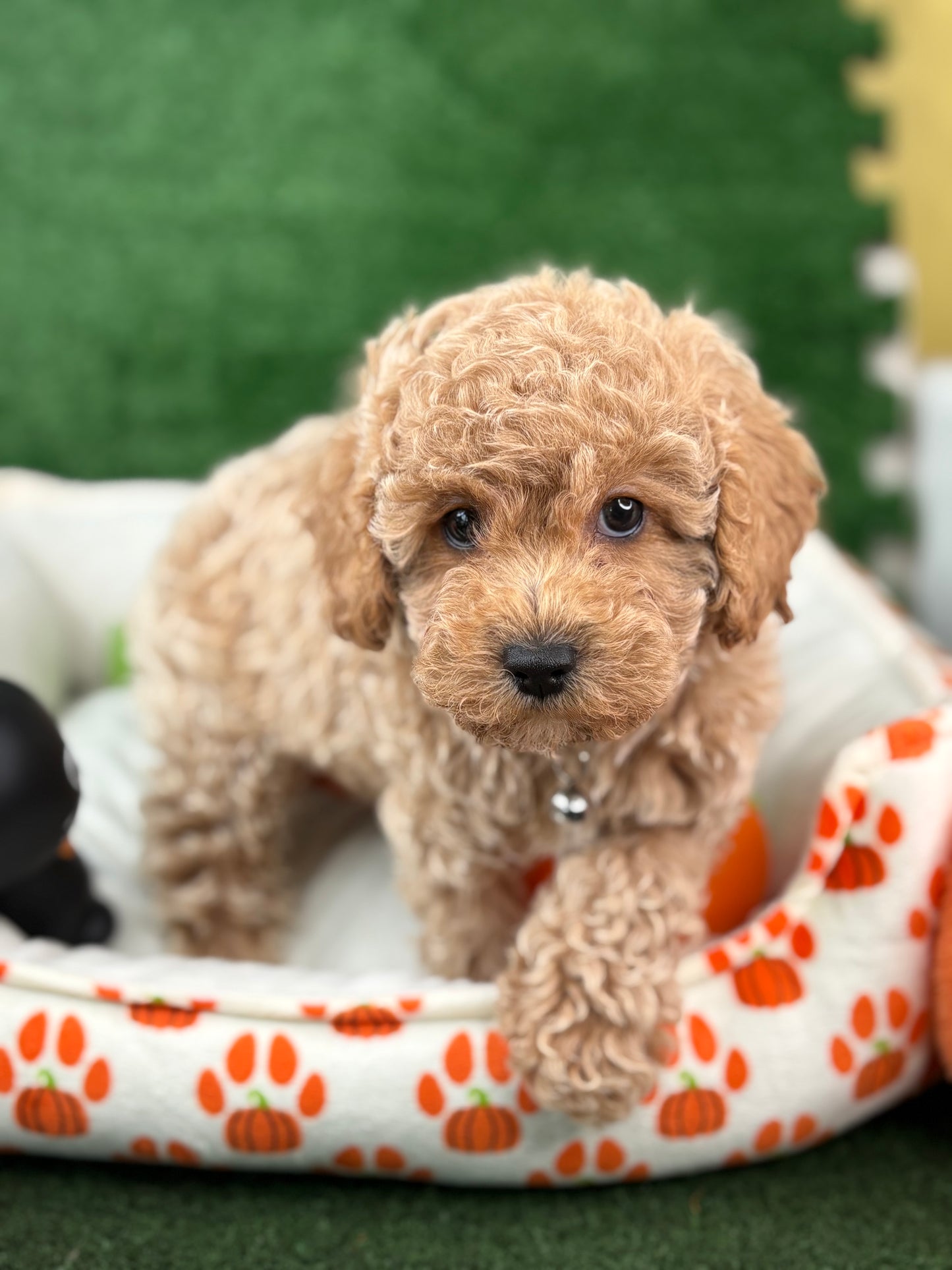 Apricot Male Toy Poodle (Deposit Only‼️Please Read The Description Below‼️)