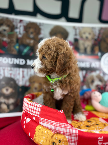 Frosty The Red And White Male Toy Poodle 🐩 (Deposit Only‼️Please Read The Description Below‼️)