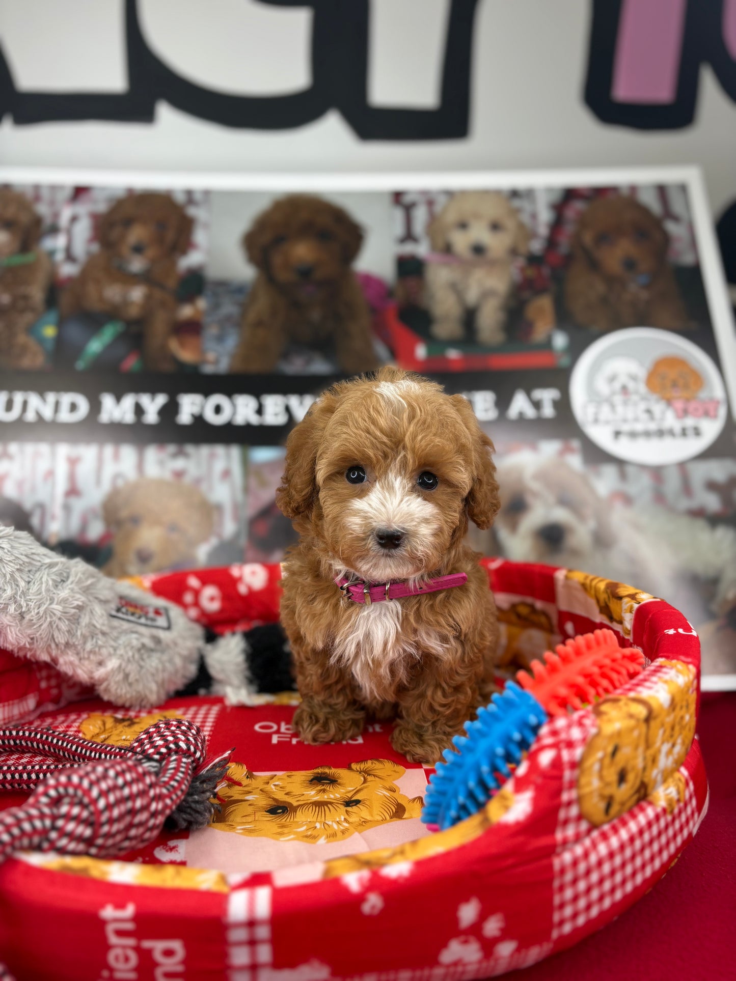 Red And White Male Teacup Poodle (Deposit Only‼️Please Read The Description Below‼️)