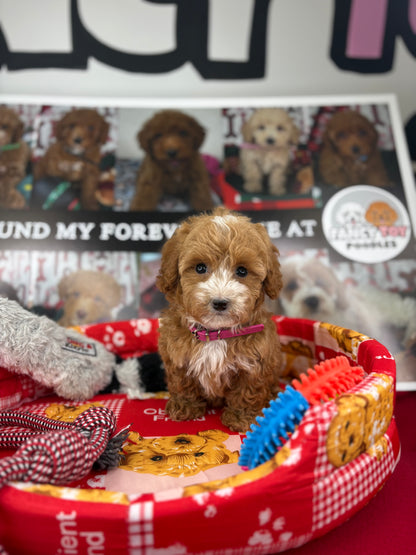 Red And White Male Teacup Poodle (Deposit Only‼️Please Read The Description Below‼️)