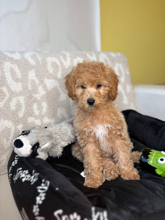 Apricot Female Miniature Poodle PROMOTION Pup (Deposit Only ‼️Please Read The DESCRIPTION Below‼️)