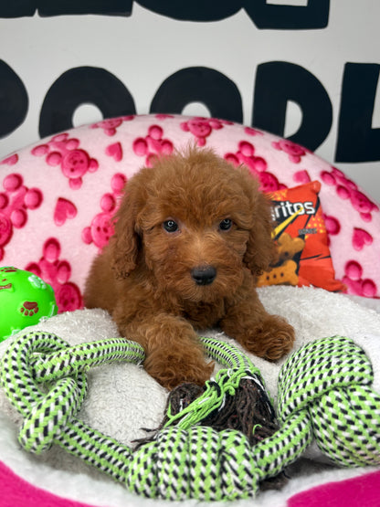 Red Male Toy Poodle ( Deposit Only, Please Read The DESCRIPTION Below‼️)