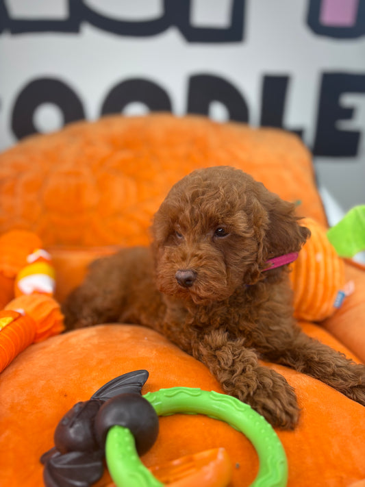 Dark Red Male Toy Poodle (Deposit Only, Please Read The Description Below‼️)