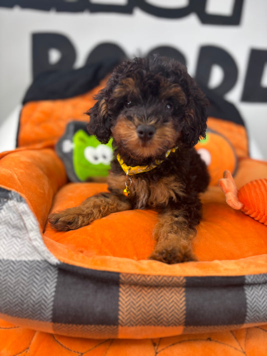 Red Phantom Male Toy Poodle 🐩 ‼️(Deposit Only, Please Read The Description Below‼️)