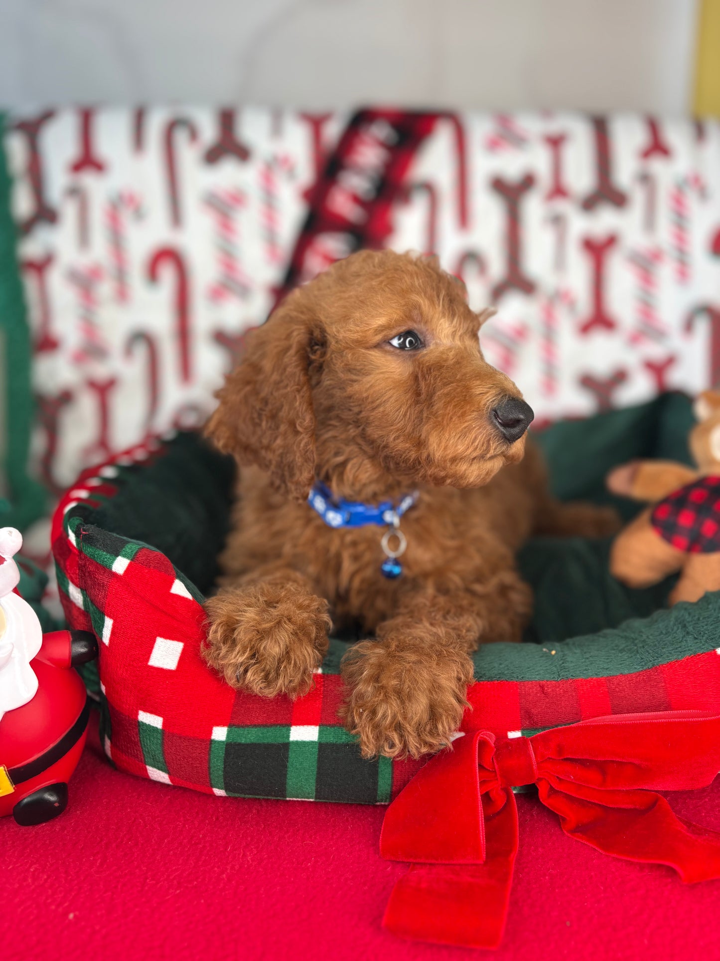 Red Female Miniature Poodle (Deposit Only ‼️ Please Read The DESCRIPTION Below‼️)