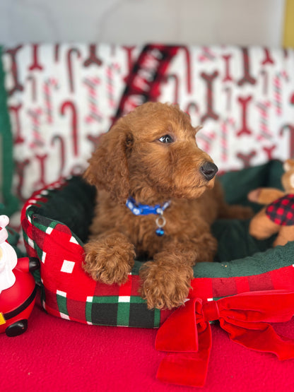 Red Female Miniature Poodle (Deposit Only ‼️ Please Read The DESCRIPTION Below‼️)