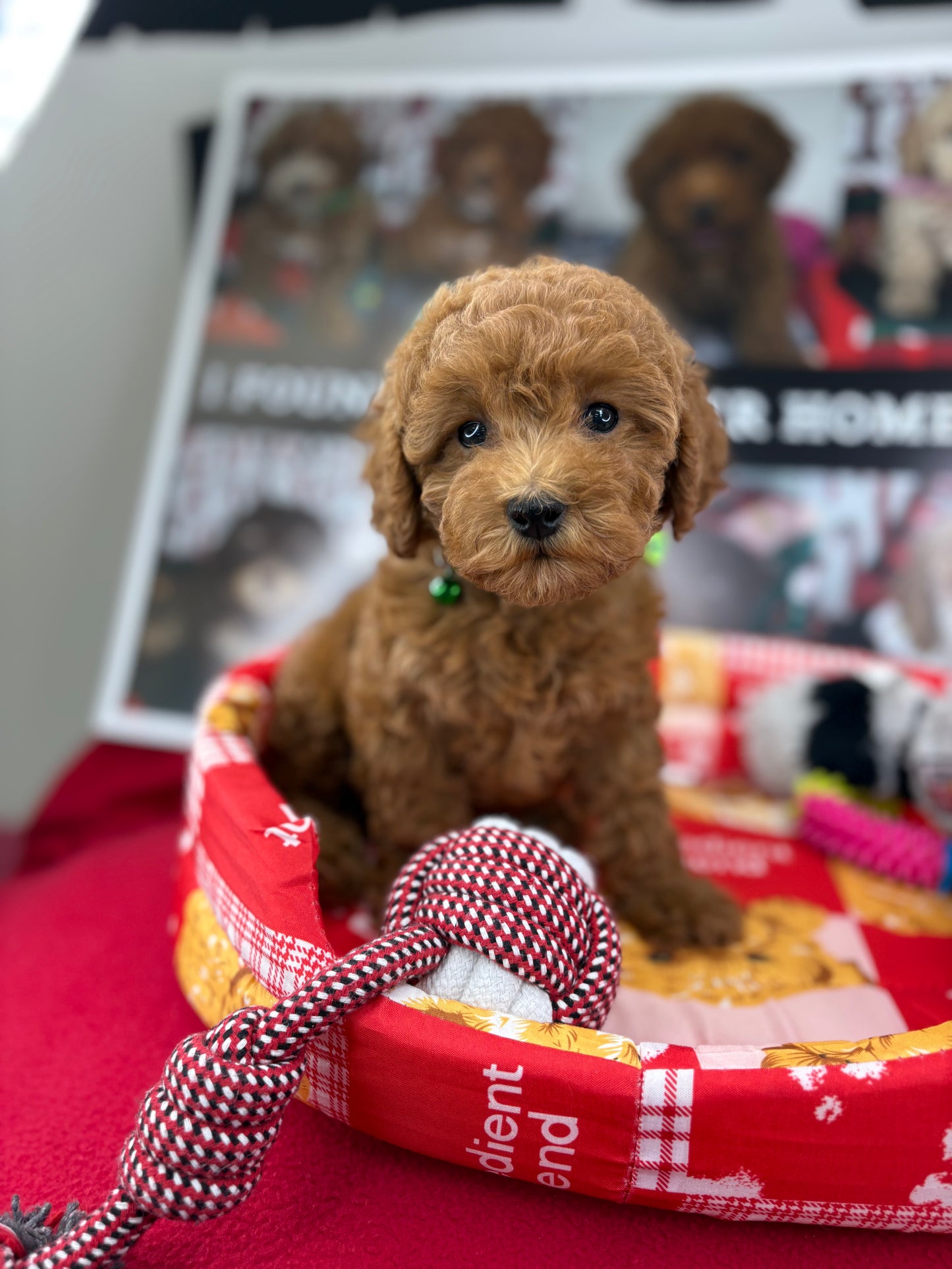 Dark Red Female Toy Poodle (Deposit Only‼️Please Read The Description Below‼️)