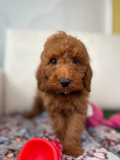 Red Male Toy Poodle (Deposit Only‼️ Please Read The DESCRIPTION Below‼️)