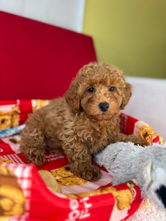 Apricot Male Toy Poodle 🍫(Deposit Only‼️Please Read The Description Below‼️)