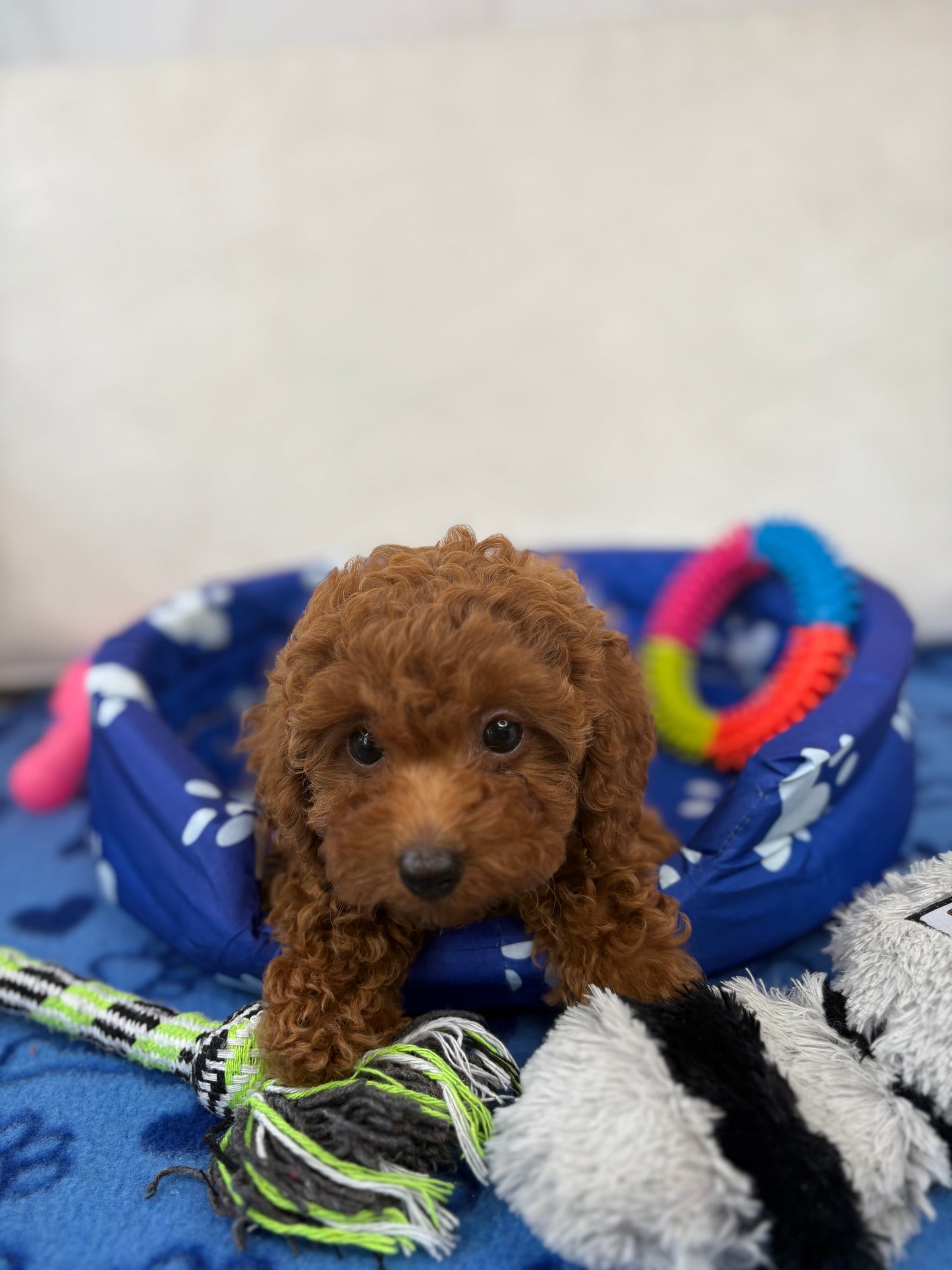 Super Red Female Teacup Poodle (Deposit Only‼️Please Read The Description Below‼️)