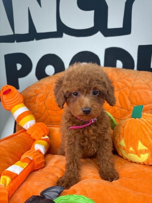 Red Male Toy Poodle 🐩 (Deposit Only‼️Please Read The Description Below‼️)