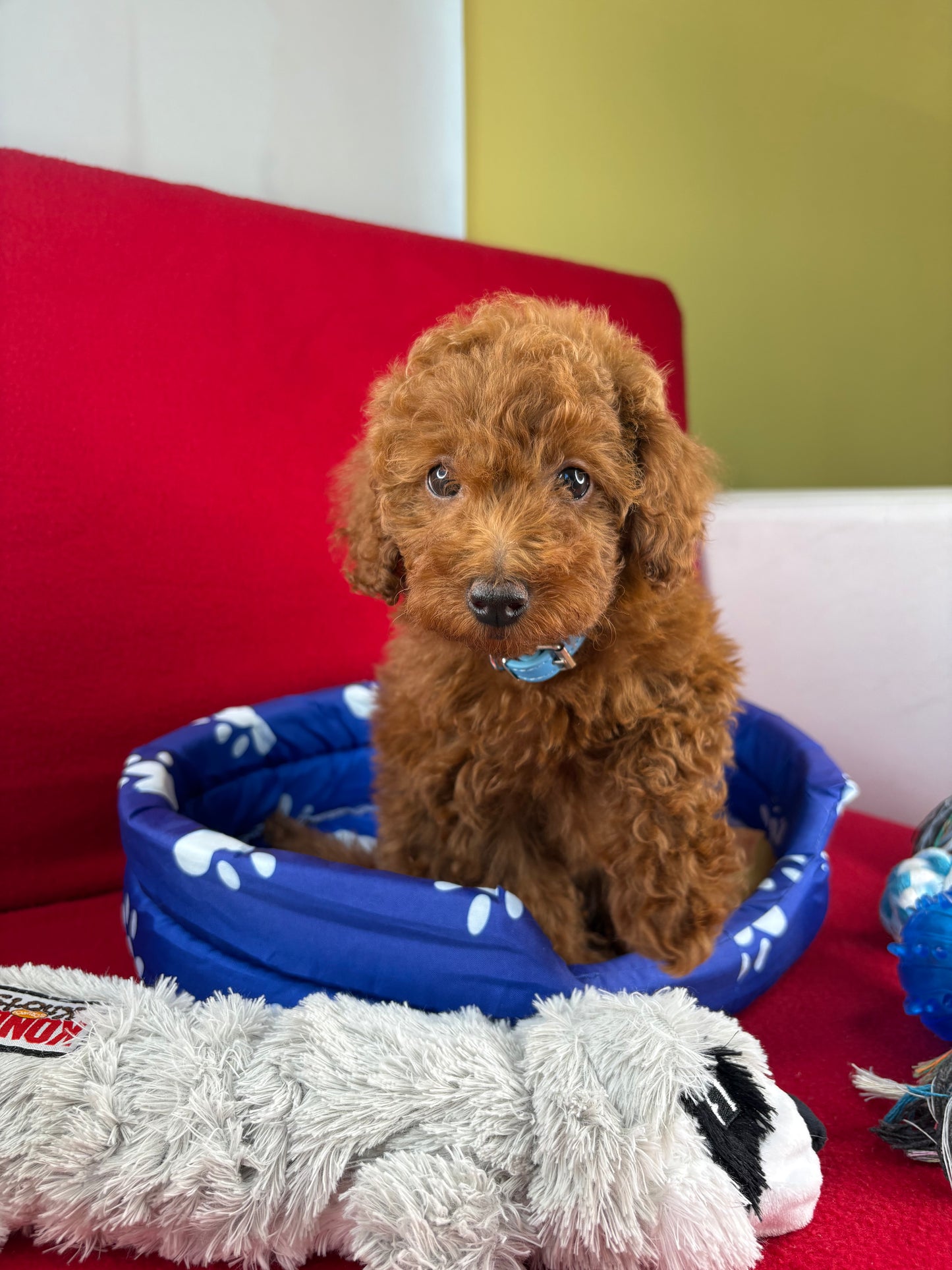 Red Female Toy Poodle ( Deposit Only, Please Read The DESCRIPTION Below‼️)