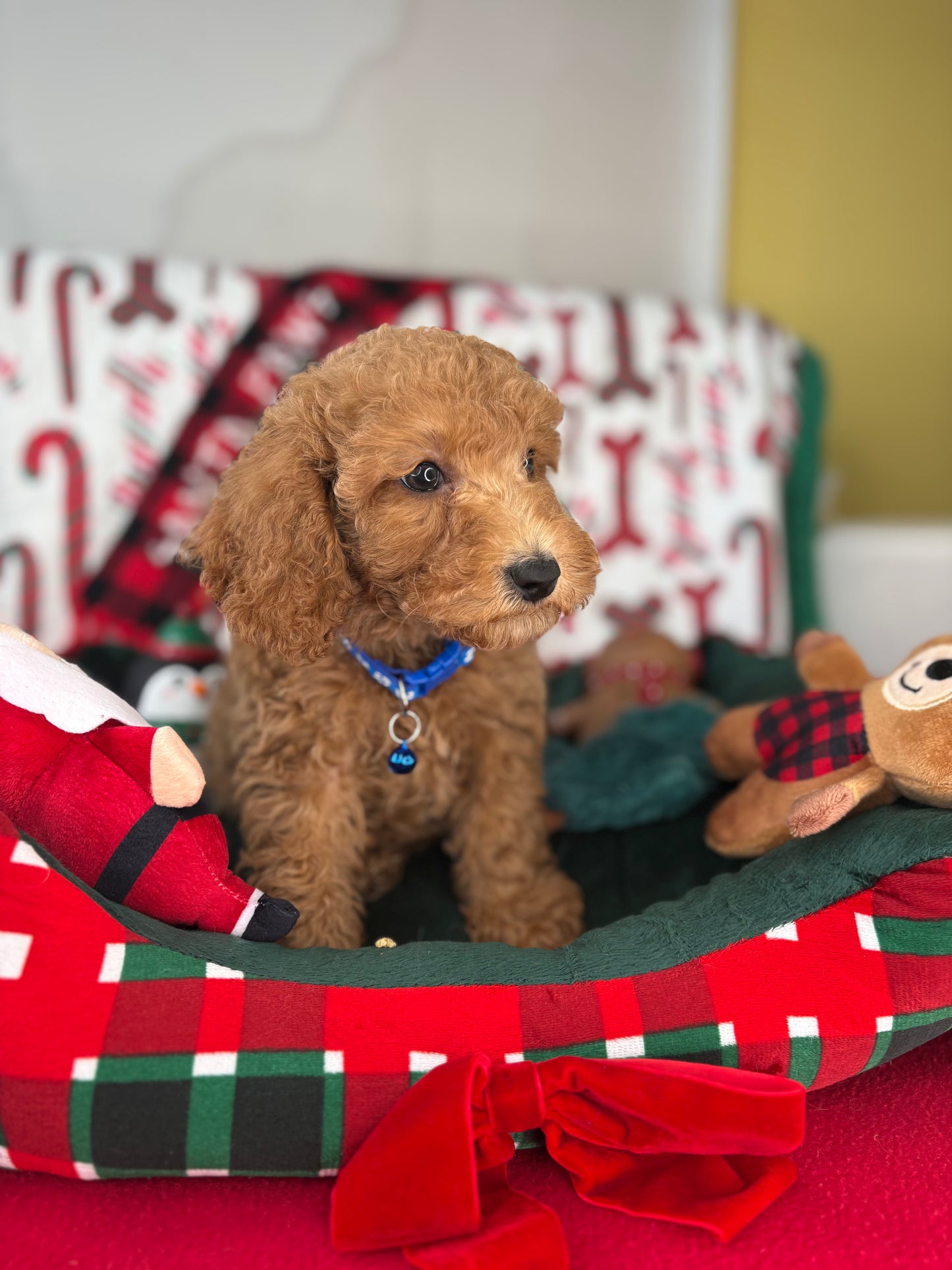 Apricot Male Miniature Poodle (Deposit Only ‼️ Please Read DESCRIPTION Below‼️)