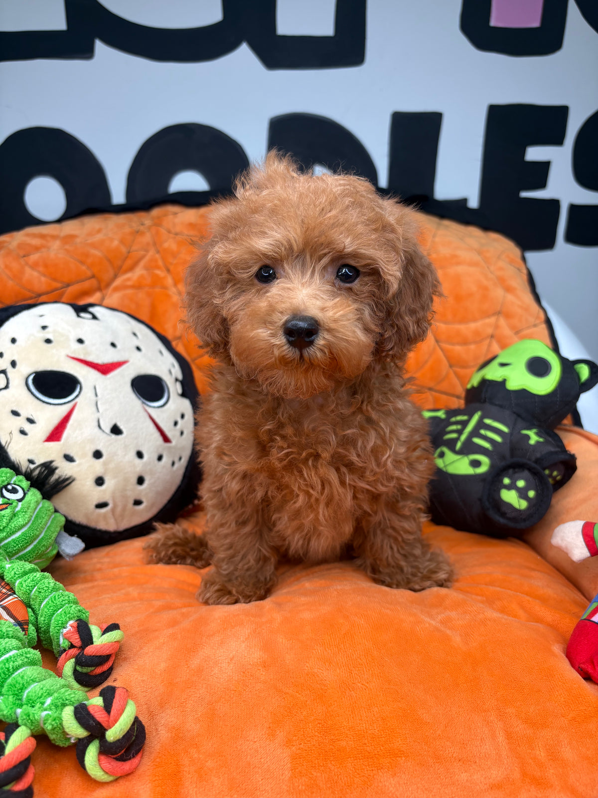 Red Male Toy Poodle (Deposit Only‼️Please Read The Description Below‼️)