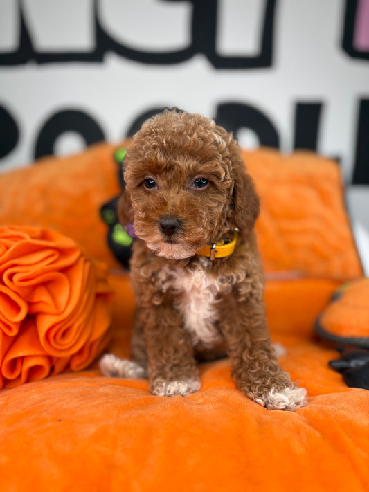 Red And White Female Toy Poodle 🐩 (Deposit Only‼️Please Read The Description Below‼️)