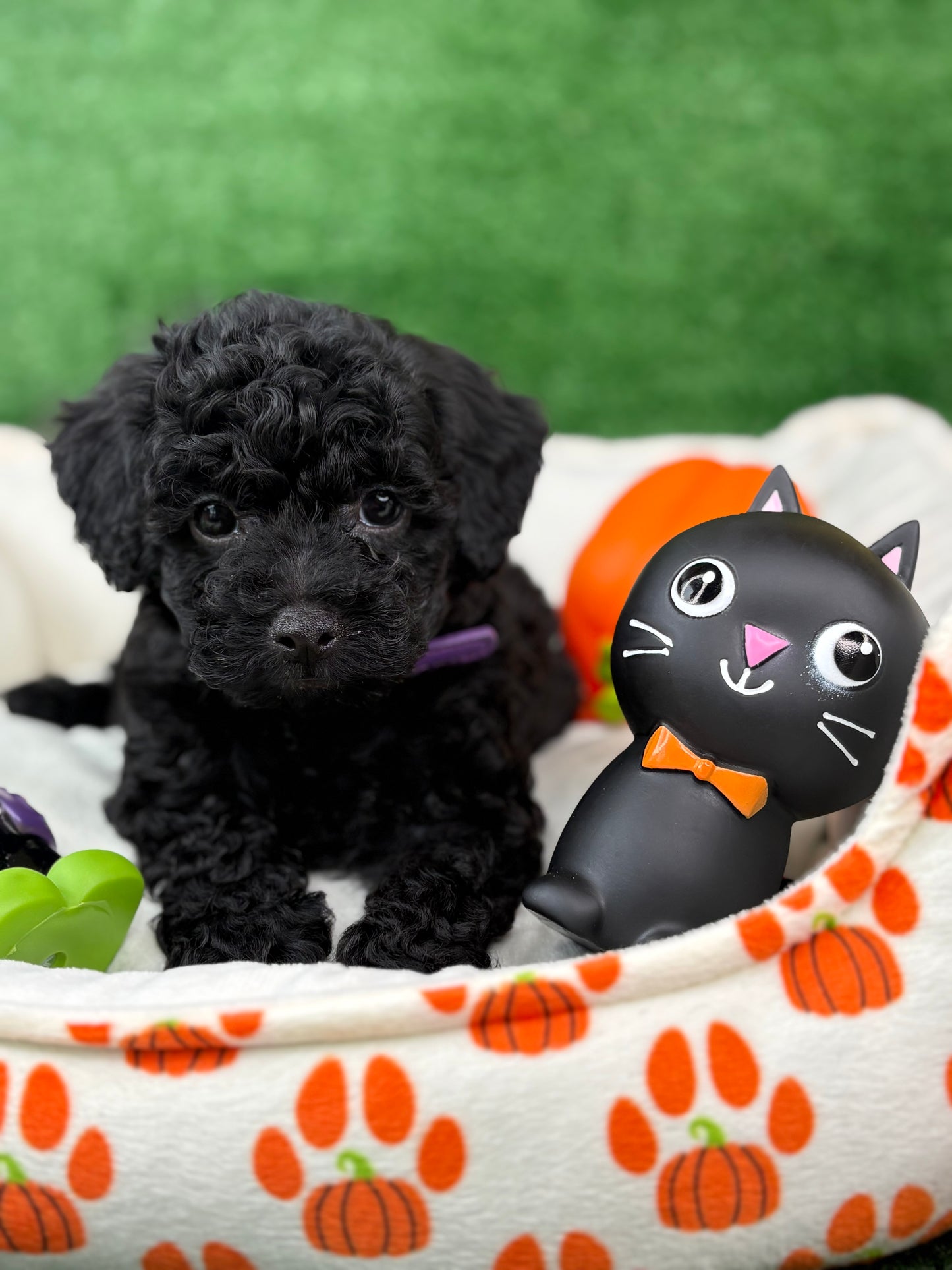 Black Female Toy Poodle ‼️(Deposit Only ‼️ Please Read The Description Below ‼️)