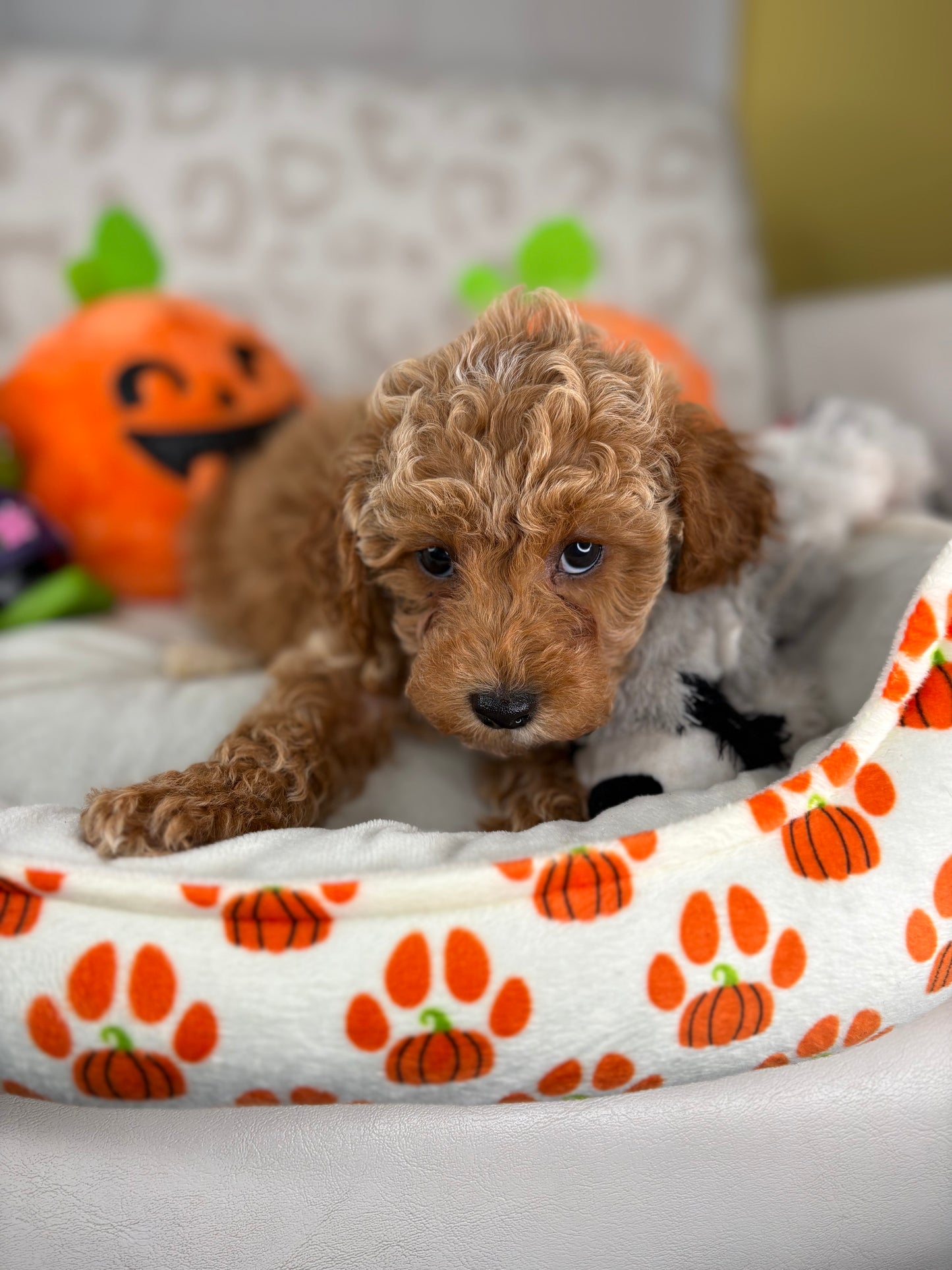 Apricot Male Toy Poodle (Deposit Only‼️Please Read The Description Below‼️)