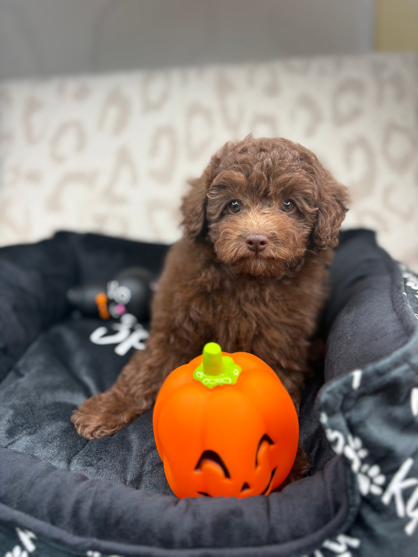 Chocolate Female Toy Poodle 🐩 (Deposit Only‼️Please Read The Description Below‼️)