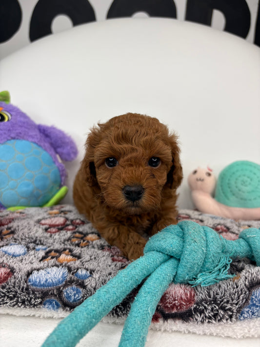 Roman The Dark Red Male Miniature Poodle (Deposit Only ‼️ Please Read The DESCRIPTION Below‼️)