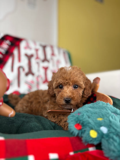Red Female Toy Poodle (Deposit Only‼️ Please Read The Description Below‼️)