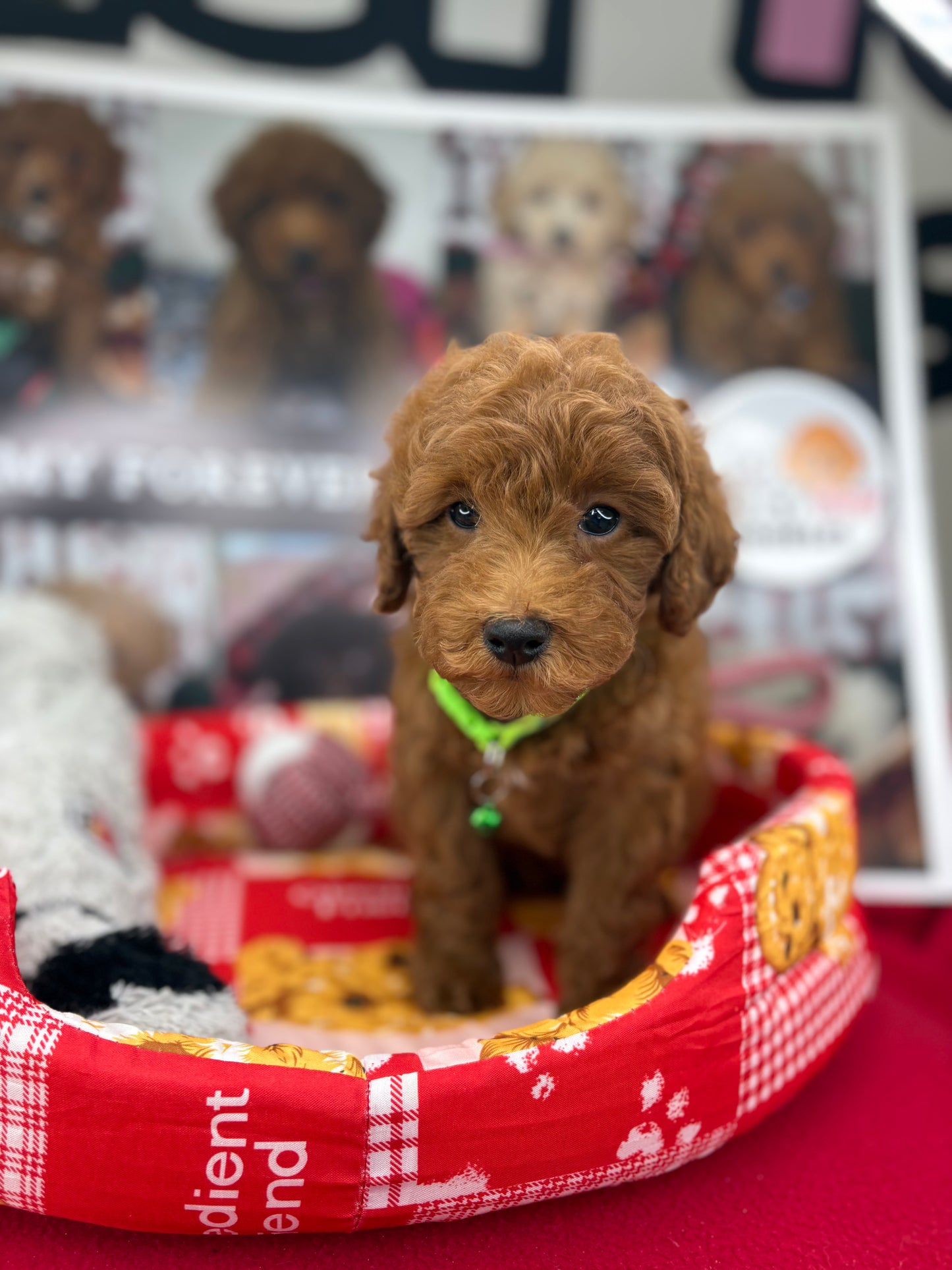 Dark Red Male Toy Poodle ‼️(Deposit Only ‼️ Please Read The Description Below ‼️)