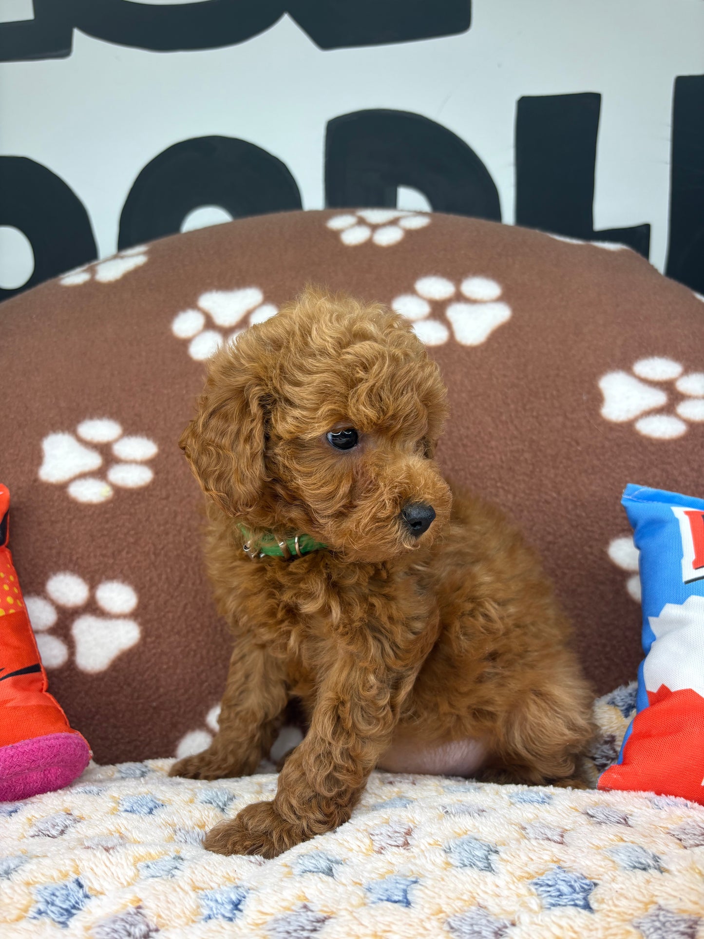 Red Female Toy Poodle 🐩 (Deposit Only‼️Please Read The Description Below‼️)