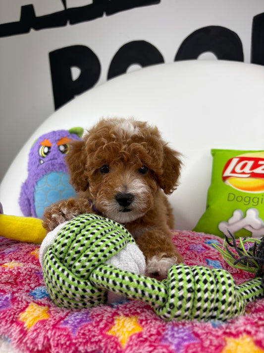 Red And White Male Toy Poodle (Deposit Only ‼️ Please Read DESCRIPTION Below‼️)