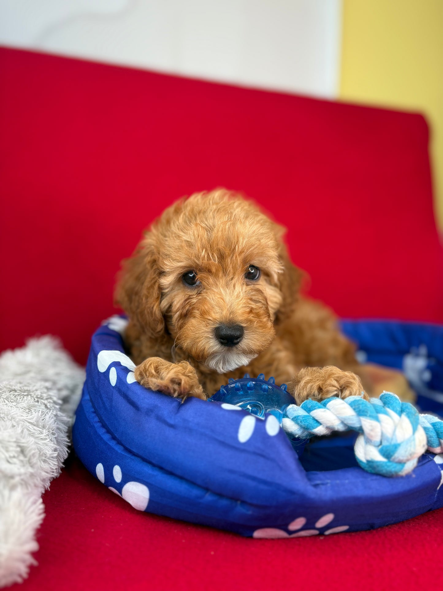 Apricot Male Teacup Poodle (Deposit Only‼️Please Read The Description Below‼️)