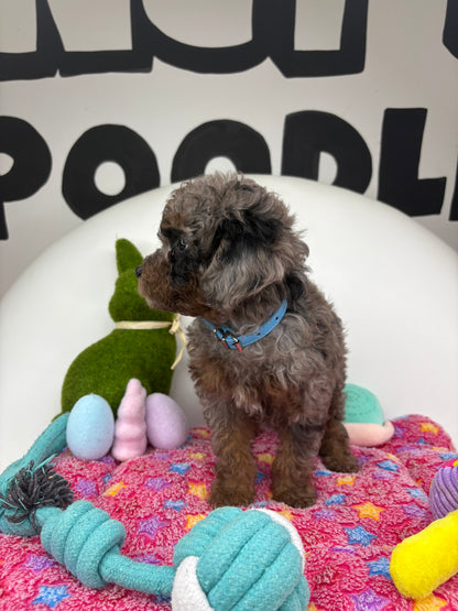Merle Phantom Female Toy Poodle (Deposit Only ‼️ Please Read DESCRIPTION Below‼️)