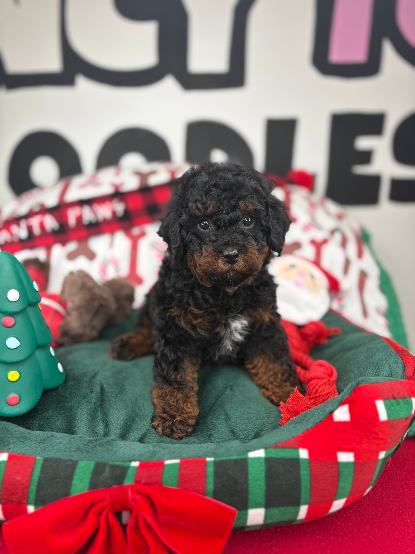 Red Phantom Male Toy Poodle (Deposit Only‼️Please Read The Description Below‼️)