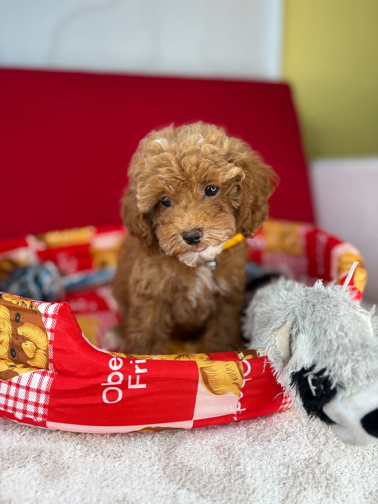 Red And White Female Teacup Poodle (Deposit Only‼️Please Read The Description Below‼️)