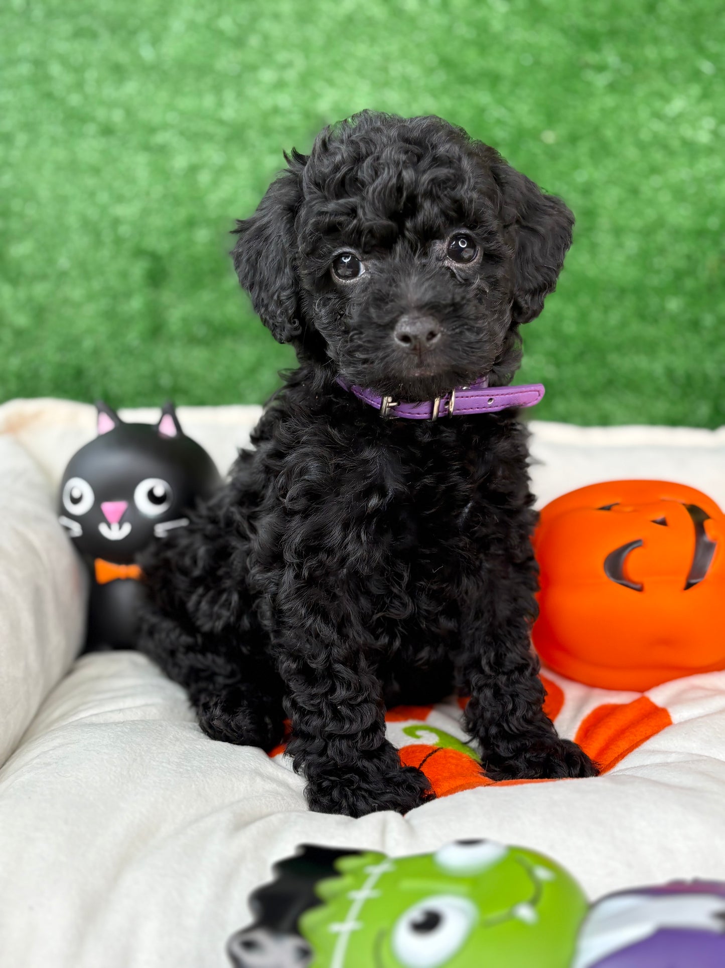 Black Female Toy Poodle ‼️(Deposit Only ‼️ Please Read The Description Below ‼️)