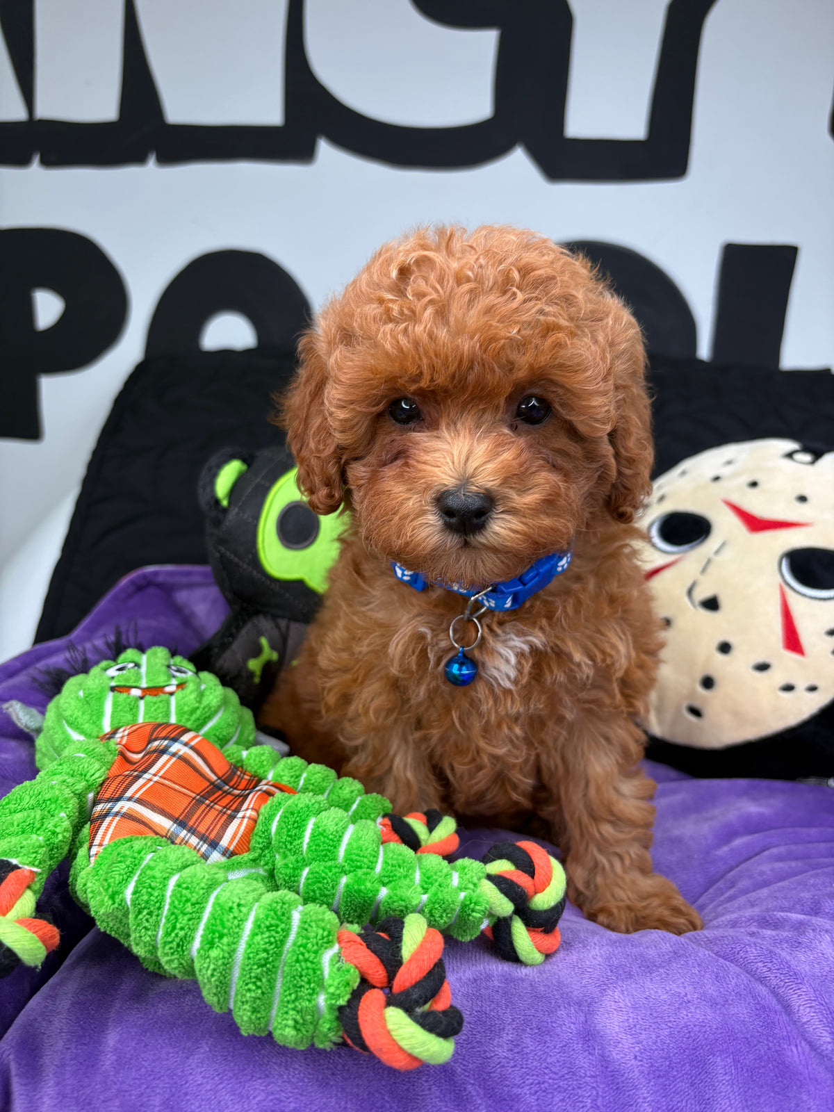Red Female Toy Poodle ( Deposit Only, Please Read The DESCRIPTION Below‼️)