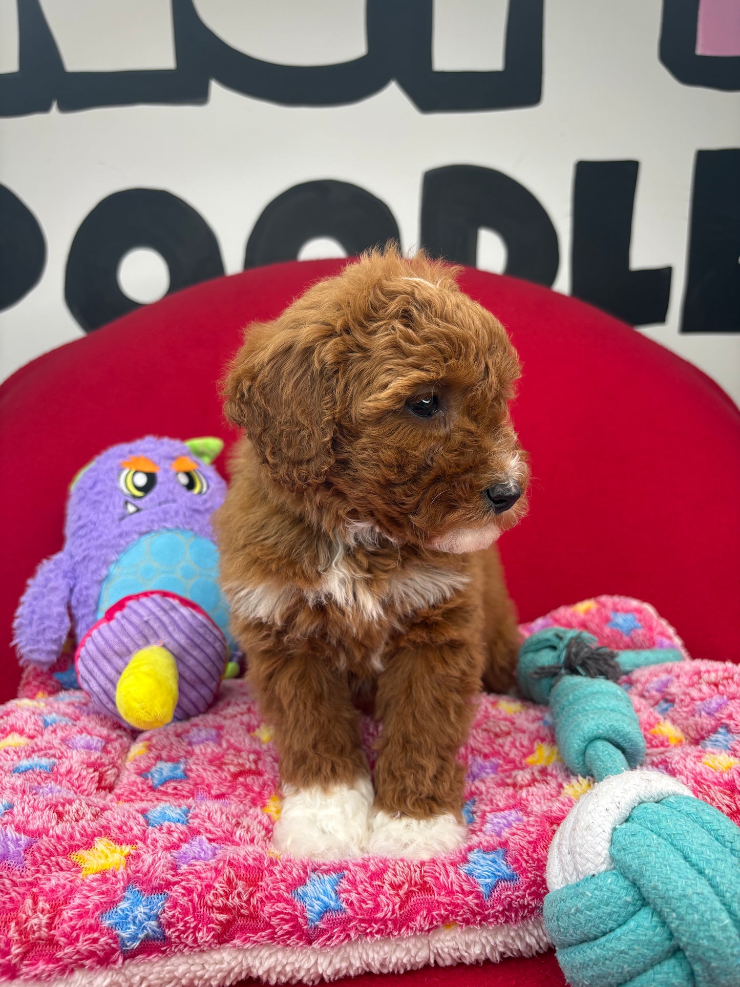 Dark Red And White Female Miniture Poodle (Deposit Only, Please Read The Description Below‼️)
