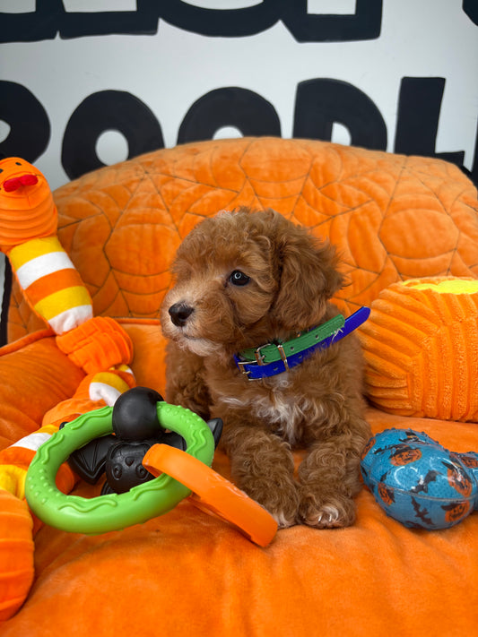 Apricot Male Toy Poodle 🐩 (Deposit Only ‼️ Please Read The Description Below ‼️)