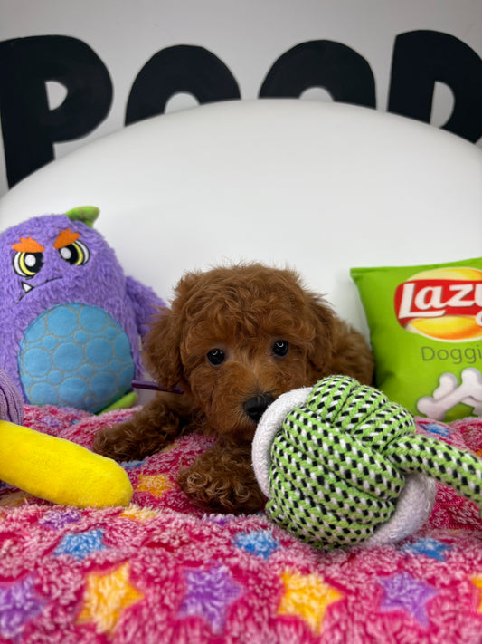 Dark Red Female Toy Poodle 🐩 (Deposit Only‼️Please Read The Description Below‼️)
