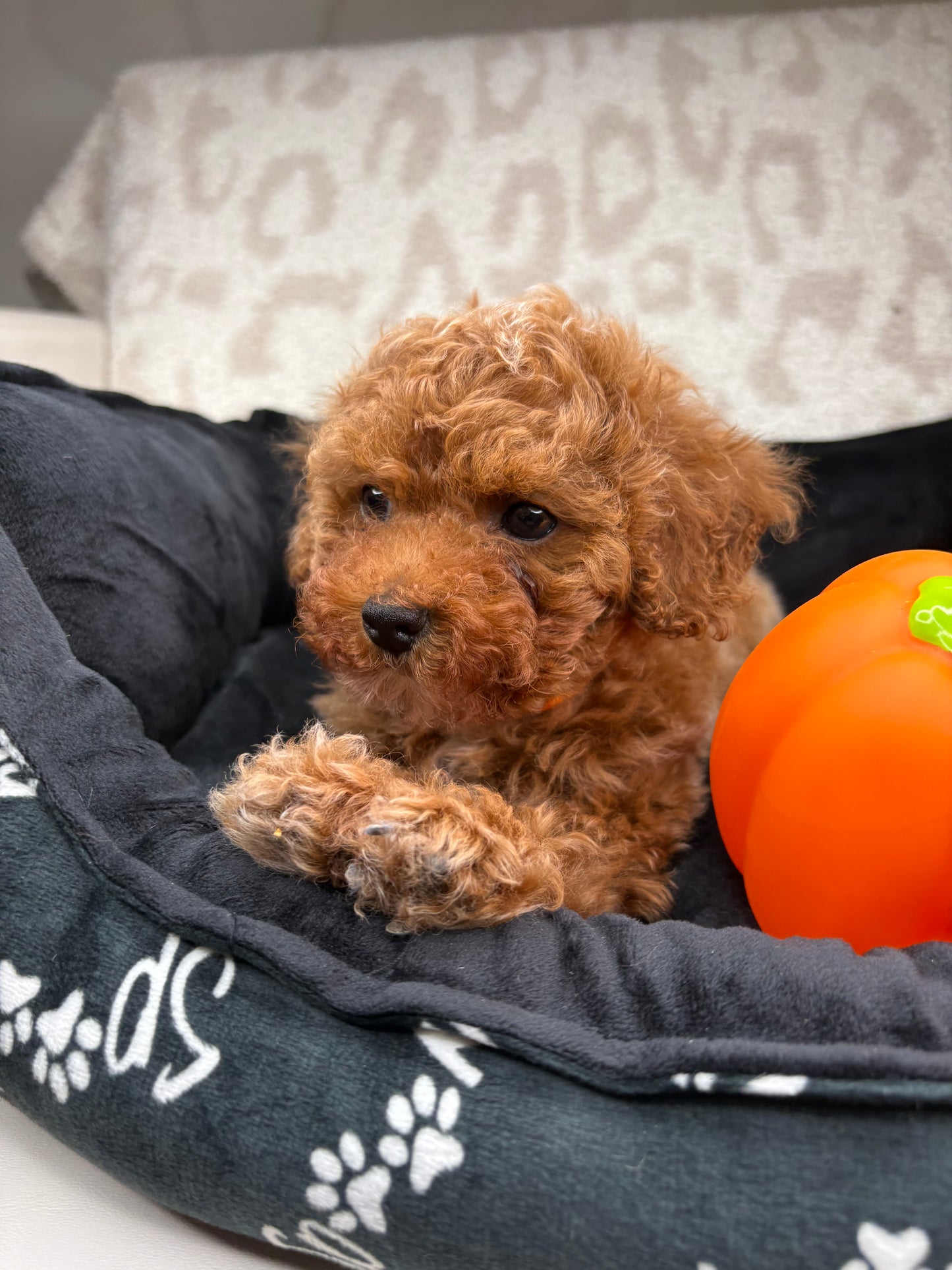 Apricot Male Teacup Poodle 🐩 ‼️(Deposit Only, Please Read The Description Below‼️)