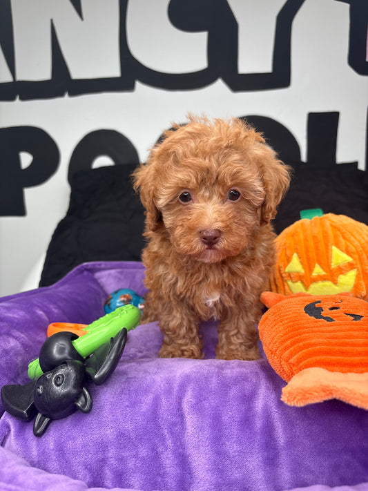Tiny Fancy The Apricot Teacup Poodle 🐩 (Deposit Only ‼️Please Read The Description Below‼️)