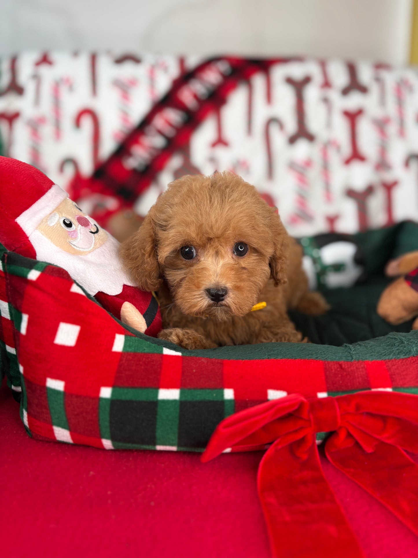 Apricot Female Teacup Poodle ‼️(Deposit Only ‼️ Please Read The Description Below ‼️)