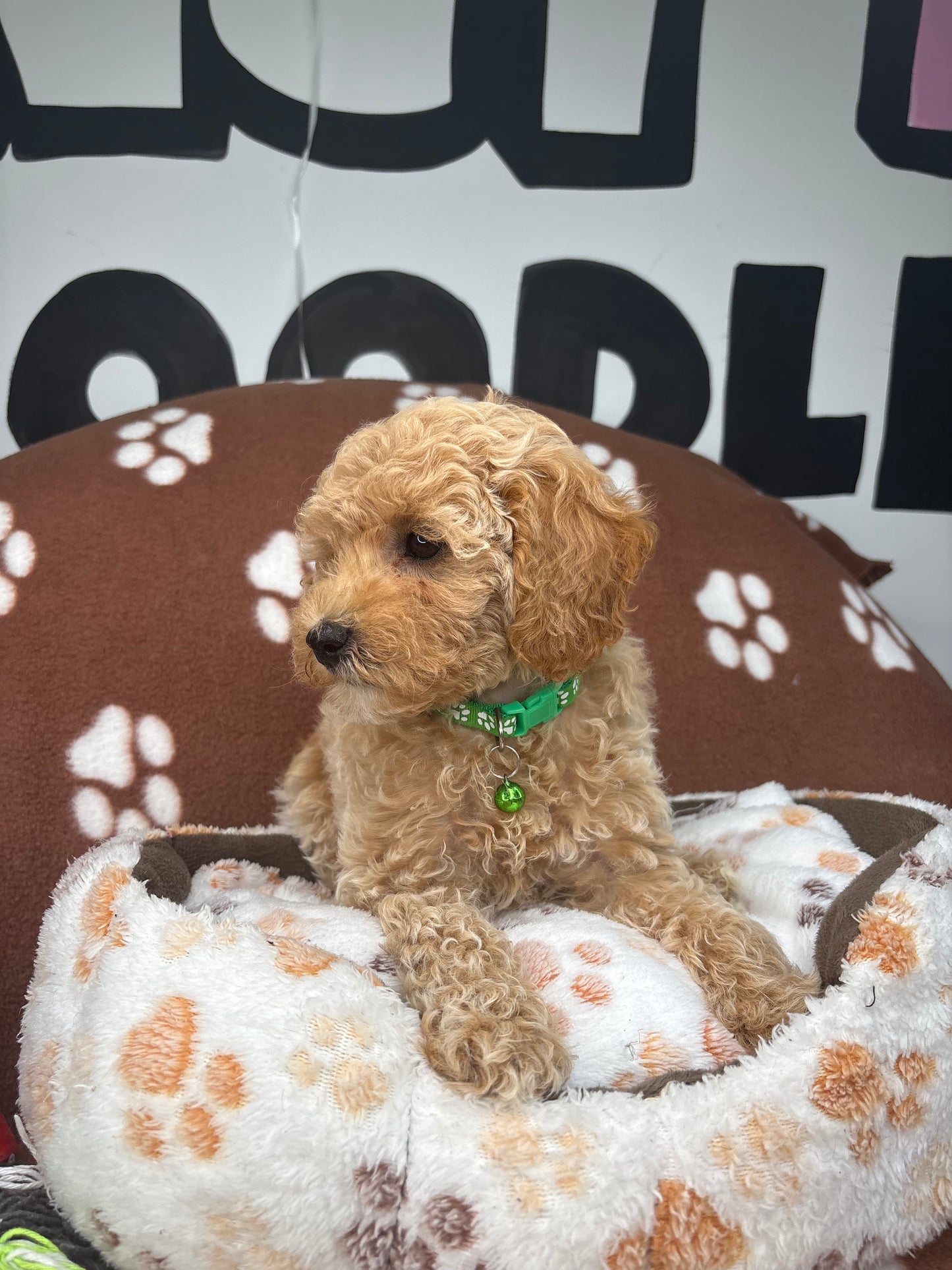Apricot Female Miniature Poodle ( Deposit Only, Please Read The DESCRIPTION Below‼️)