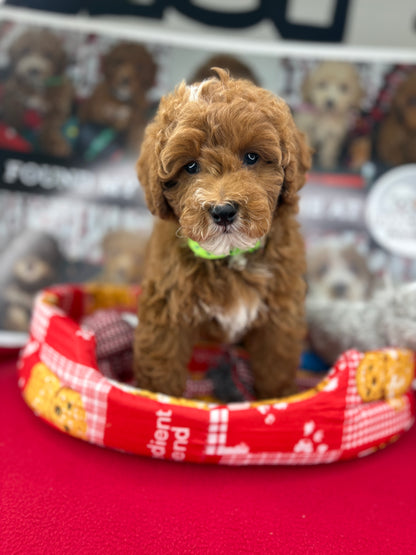 Red And White Male Toy Poodle (Deposit Only‼️Please Read The Description Below‼️)